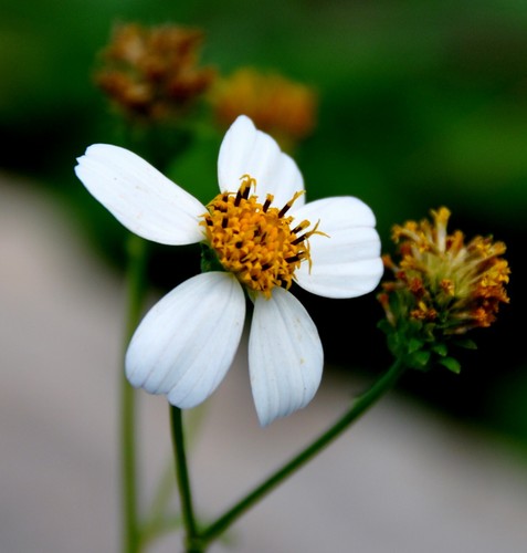 Behaarter zweizahn bidens - behaarter,