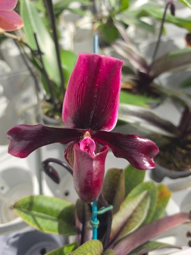 Paphiopedilum vinicolor black - vinicolor,