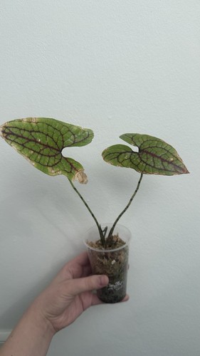 Cyrtosperma johnstonii - , /