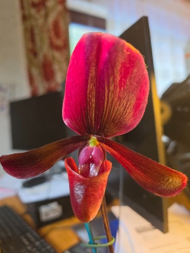 Paphiopedilum vinicolor black - paphiopedilum,