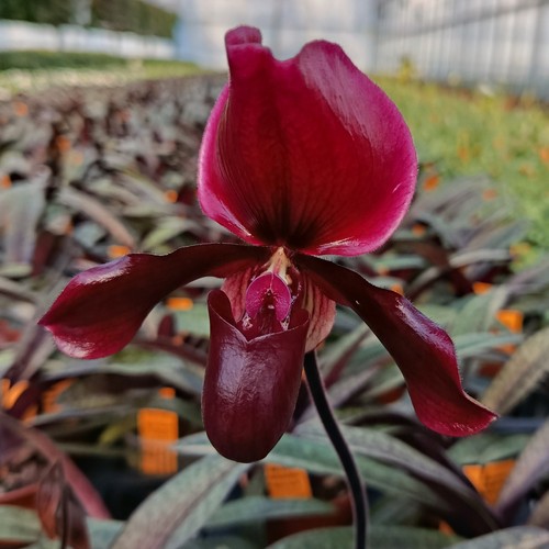 Paphiopedilum black jack - black,